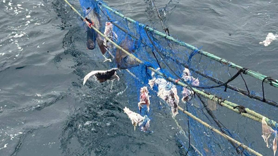 Fiskeridirektoratet: – 1000 garn er henter opp fra havet