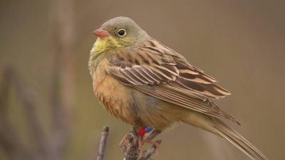 Hortulan på randen av utryddelse i Norge