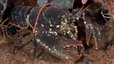 Tror fiskere har tømt fjorden for hummer før forbud