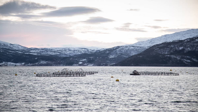 Laksesykdom bekreftet i oppdrettsanlegg i Bodø